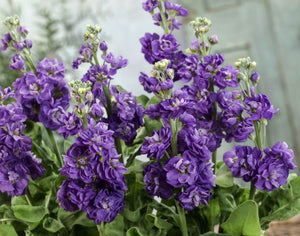 50 Blue Stock Flower Seeds