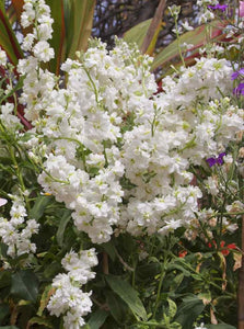 white flower farm seeds 50 White Stock Flower Seeds