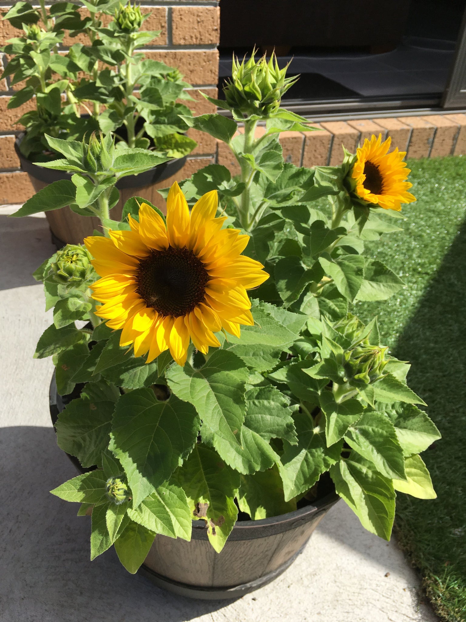 dwarf sunflower seeds to plant 30 Dwarf Mix Sunflower Seeds