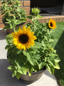 potting mix for sunflowers 30 Dwarf Mix Sunflower Seeds – New Hill Farms