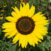 Load image into Gallery viewer, 30 Dwarf Yellow Sunflower Seeds
