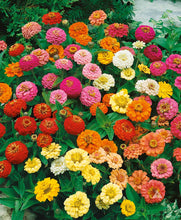 Load image into Gallery viewer, 50 Dwarf Zinnia &quot;Thumbelina&quot; Flower Seeds
