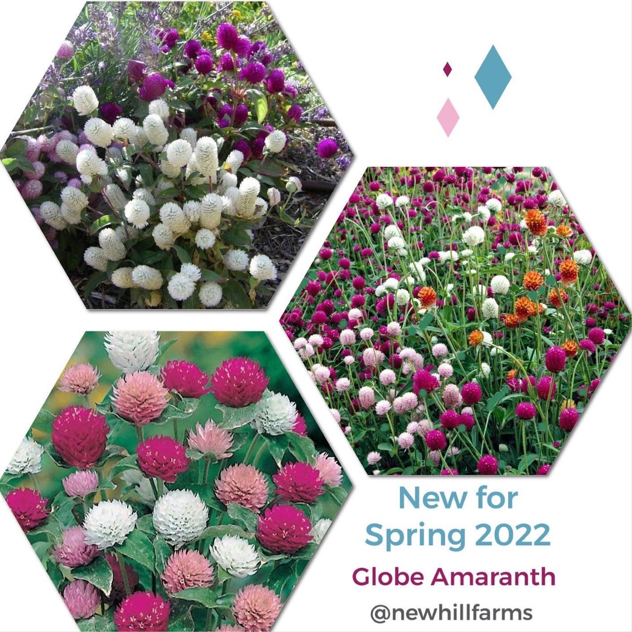 200 Persian Cress Flower Seeds – New Hill Farms