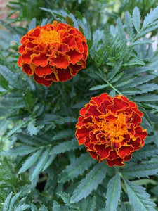 200 Cherry Red French Marigold Flower Seeds