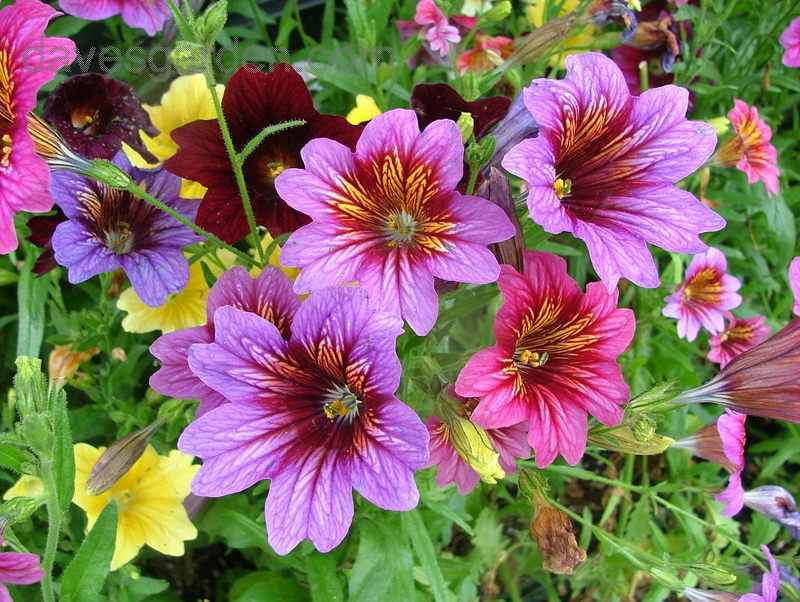 velvet plant seeds 200 Velvet Trumpet Flower Seeds