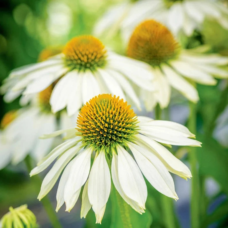 echinacea white swan seeds 50 White Coneflower Seeds
