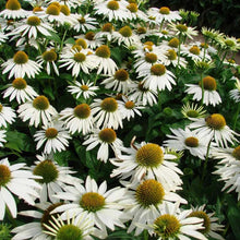 Load image into Gallery viewer, 25 White Coneflower Seeds
