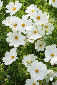 100 White Cosmos Flower Seeds