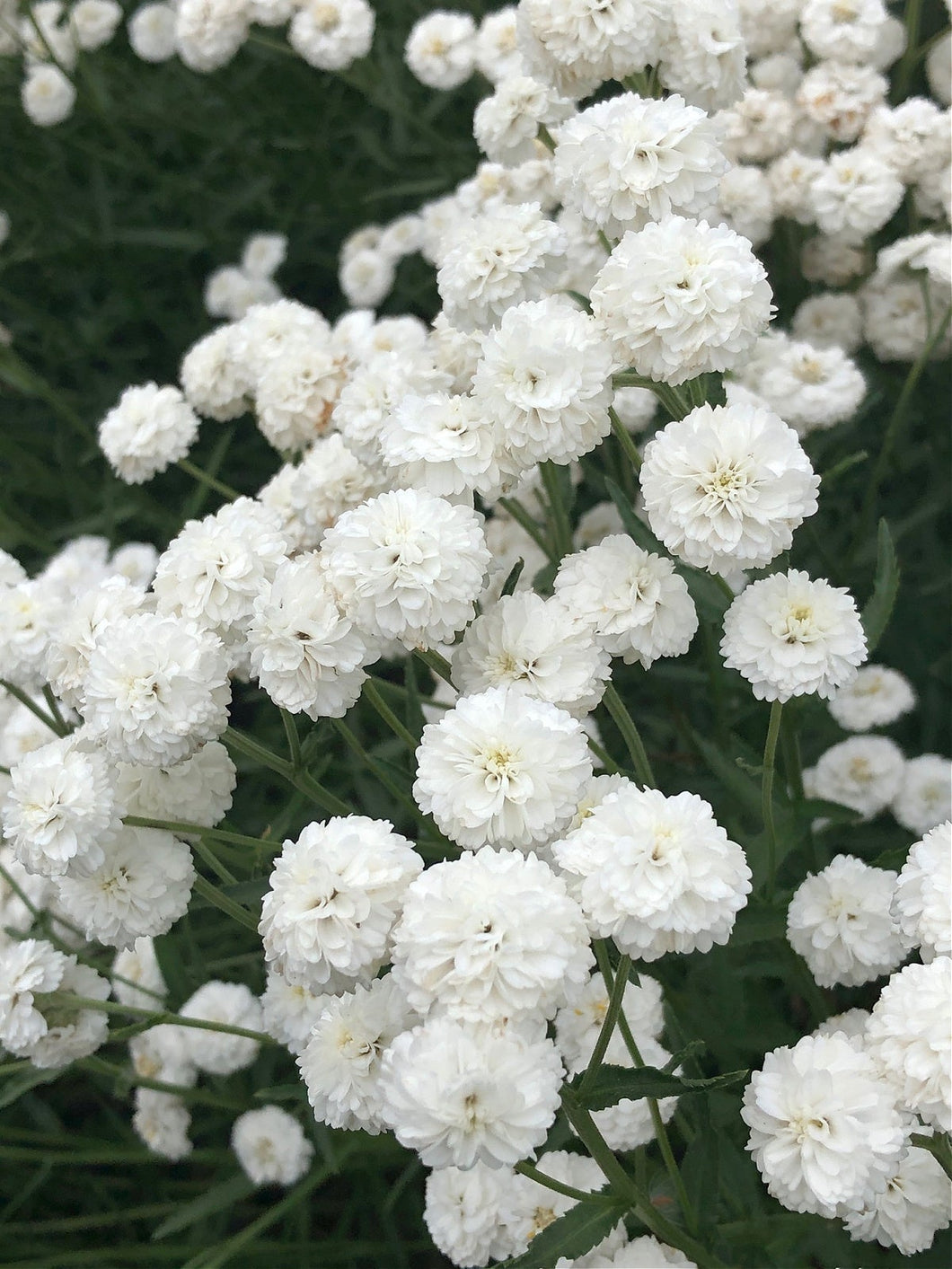 100 White Pearl Yarrow Flower Seeds