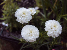 Load image into Gallery viewer, 100 White Pearl Yarrow Flower Seeds
