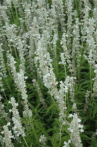 50 White Sage / White Salvia Flower Seeds