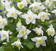 Load image into Gallery viewer, 50 White Star Columbine Flower Seeds
