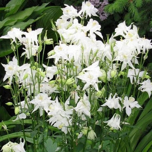 50 White Star Columbine Flower Seeds