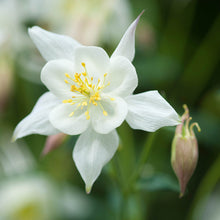 Load image into Gallery viewer, 50 White Star Columbine Flower Seeds
