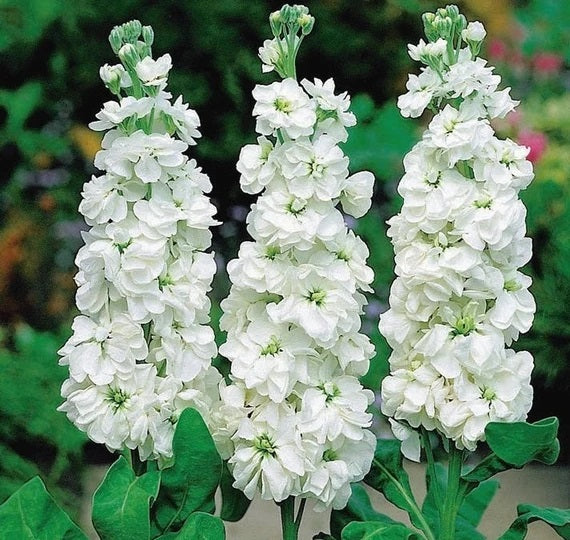 stock flower seeds for sale 50 White Stock Flower Seeds
