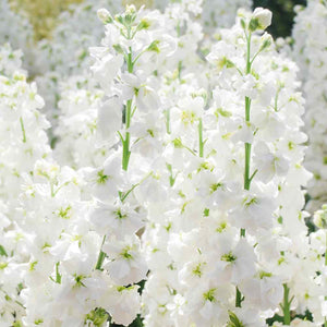 50 White Stock Flower Seeds