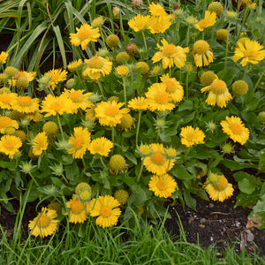 50 "Aurea Pura" Yellow Gaillardia Flower Seeds